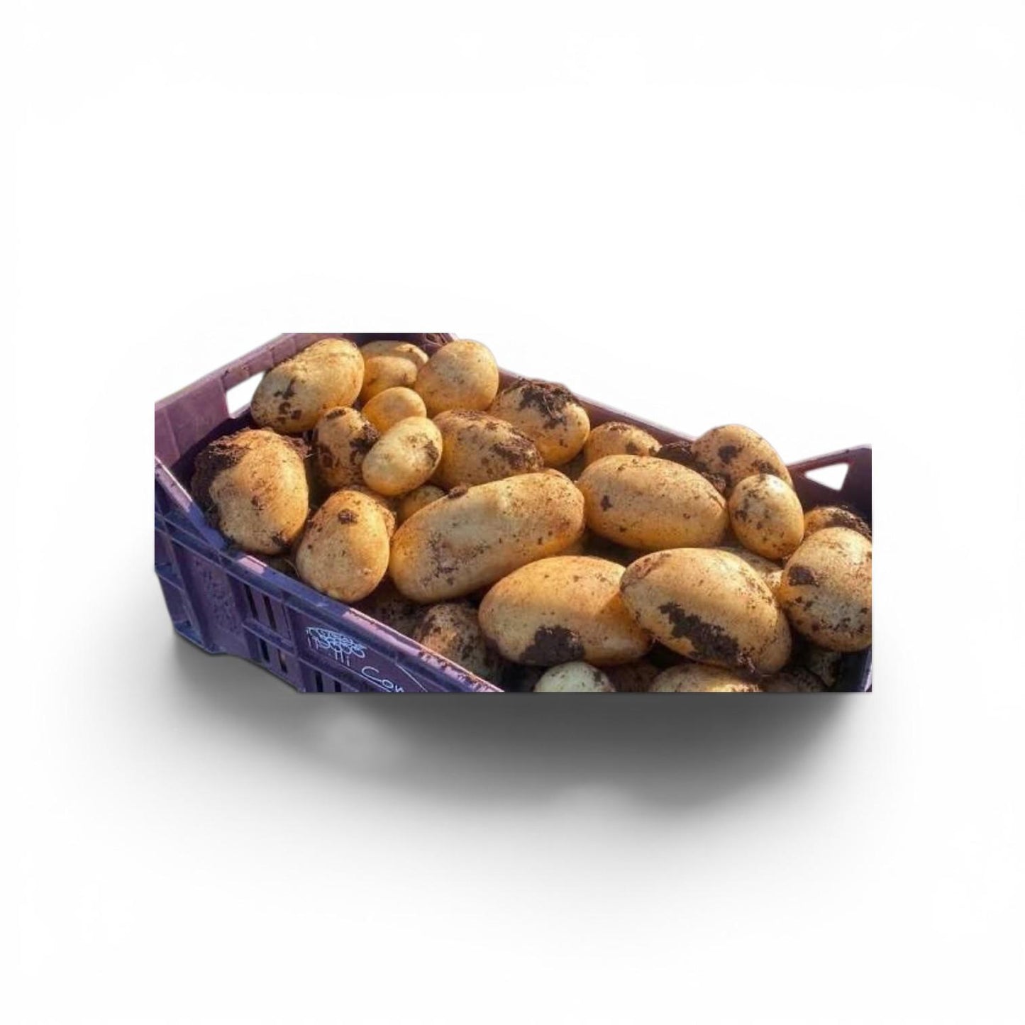Potato – New Potatoes from Syracuse