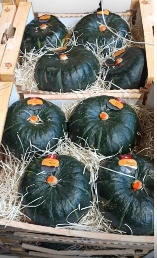 Pumpkin – Sweet Italian Pumpkin (up to 18° Brix)