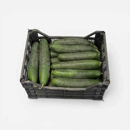 Cucumber – Sicilian Cucumber