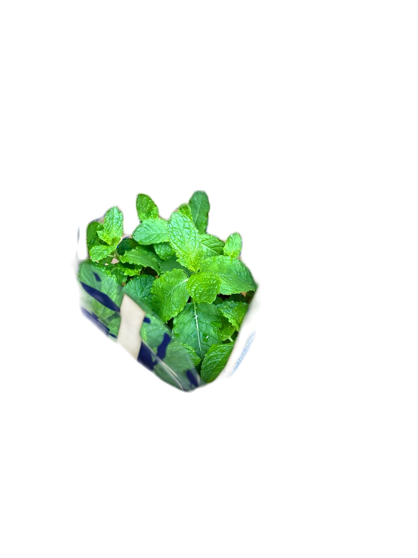 Mint Plant | 1 pot | €2.50